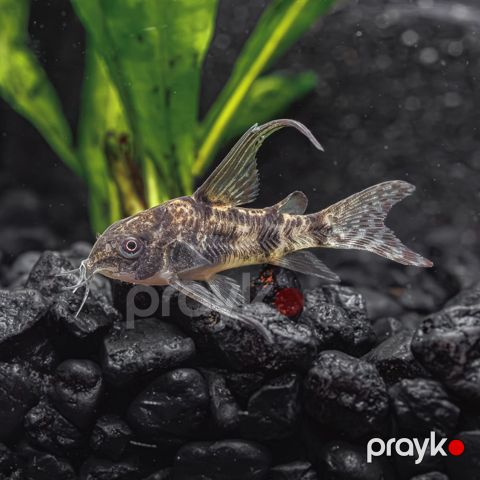 Koridoras Paleatus — Bakı