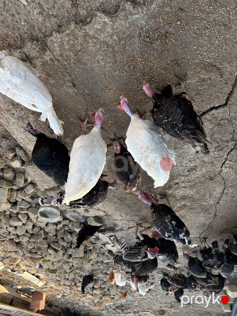 Hinduşkalar — Quşlar, Bakı (12)