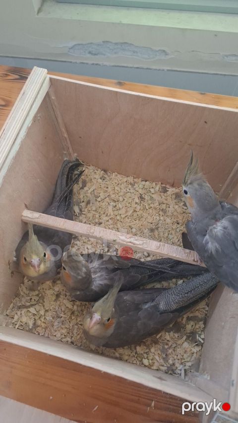 Nimfa (Cockatiel) papağanları – boz rəng çalarlarında, yanaqlarda — Bakı