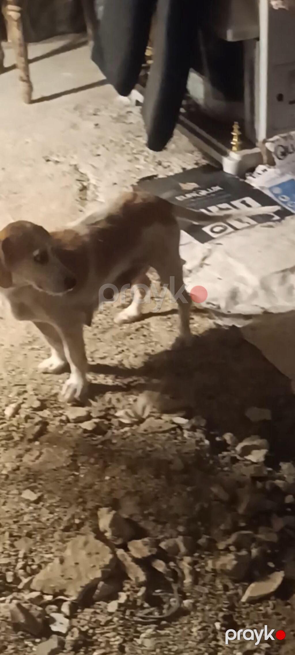 Salam iki ədəd zvanok balası satılır. Ağ qara olan dişidir qəhvəyi — Köpəklər, Digah (8)