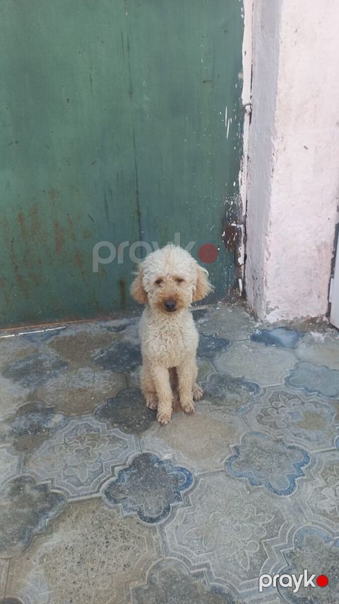 Pudel — Bakı
