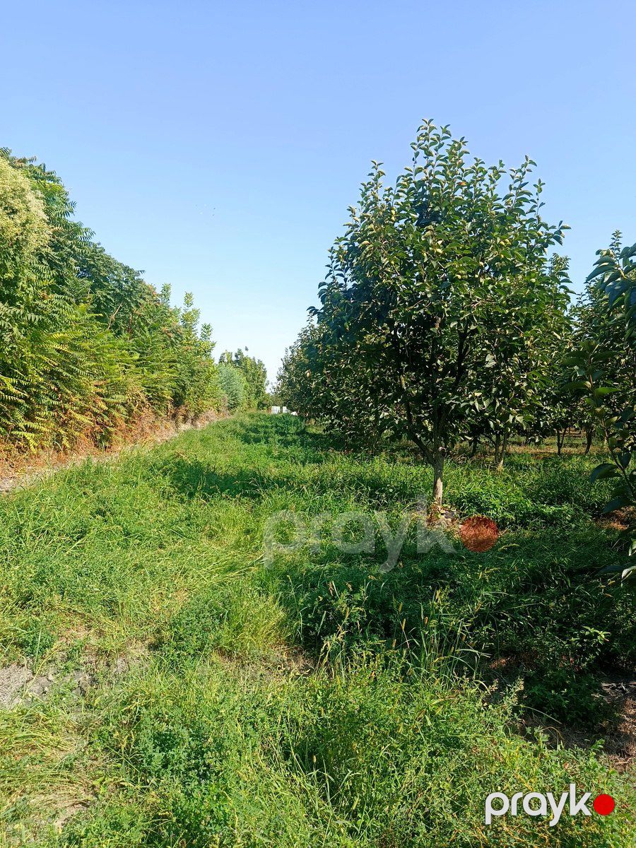 181 sot torpaq sahəsi, Göyçay r — Torpaq, Göyçay (9)