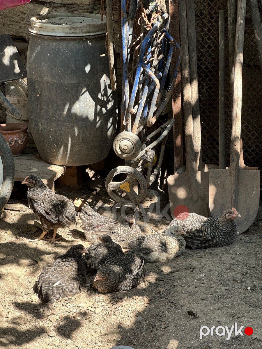 Xarkov cücələri — Quşlar, Bakı (3)