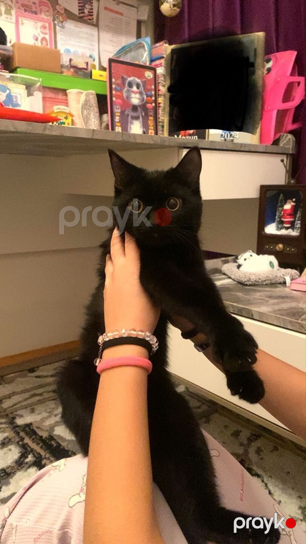 Yaxşı əllərə — Pişiklər, Bakı (2)
