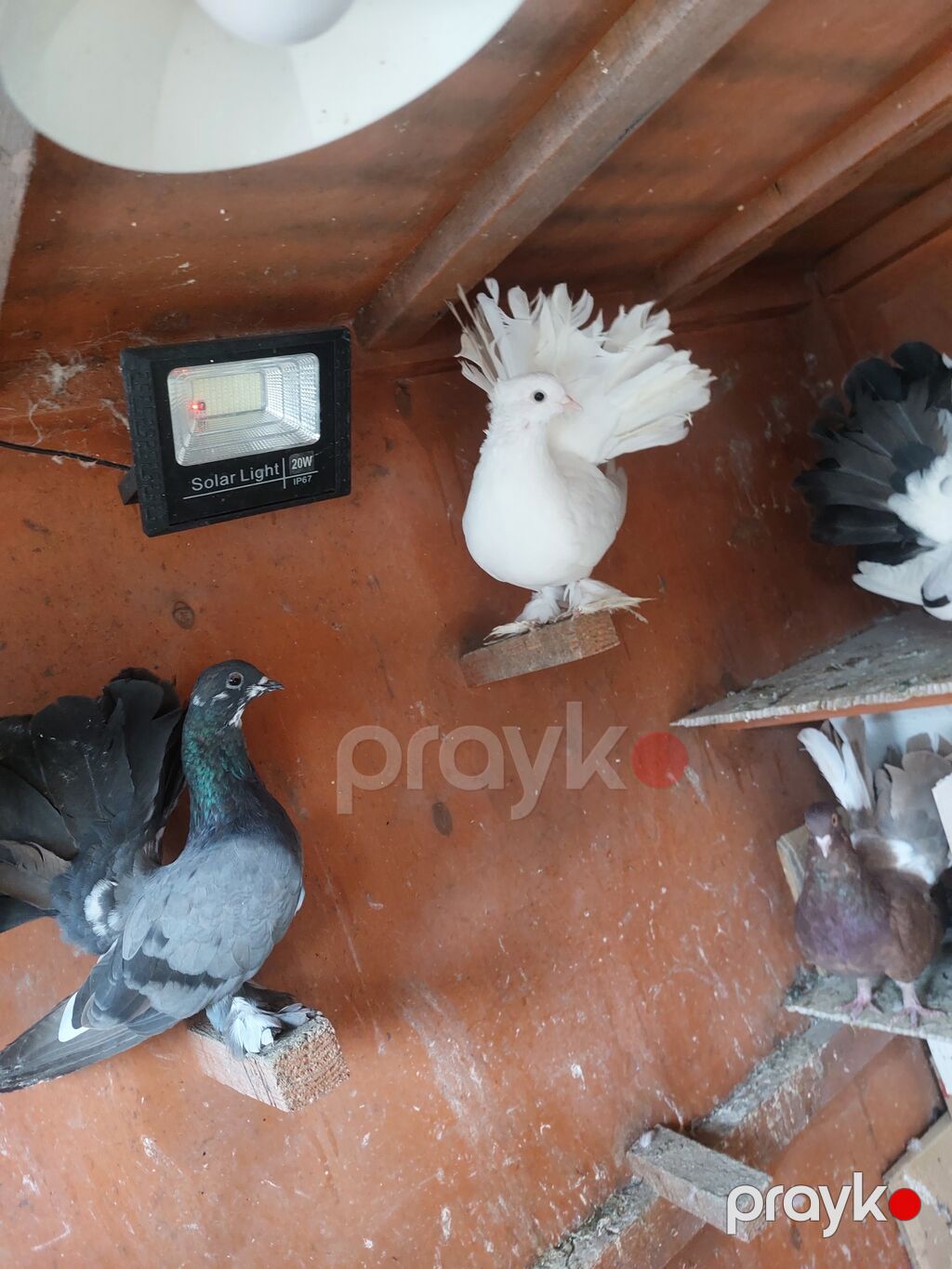 5 azn — Göyərçin, Göytəpə (5)