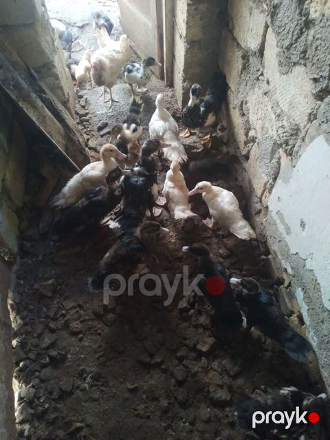 Lal ordey 15 manat — Saray