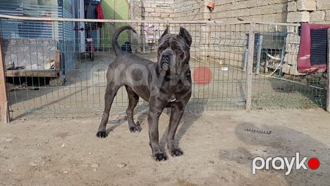 Kane-Korso, 2 il, Erkək — Ağdaş