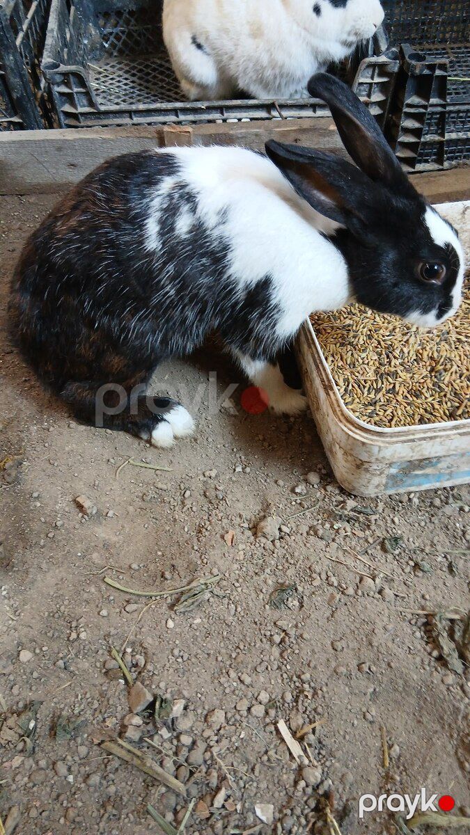 Dovşan — Dovşanlar, Goranboy (3)