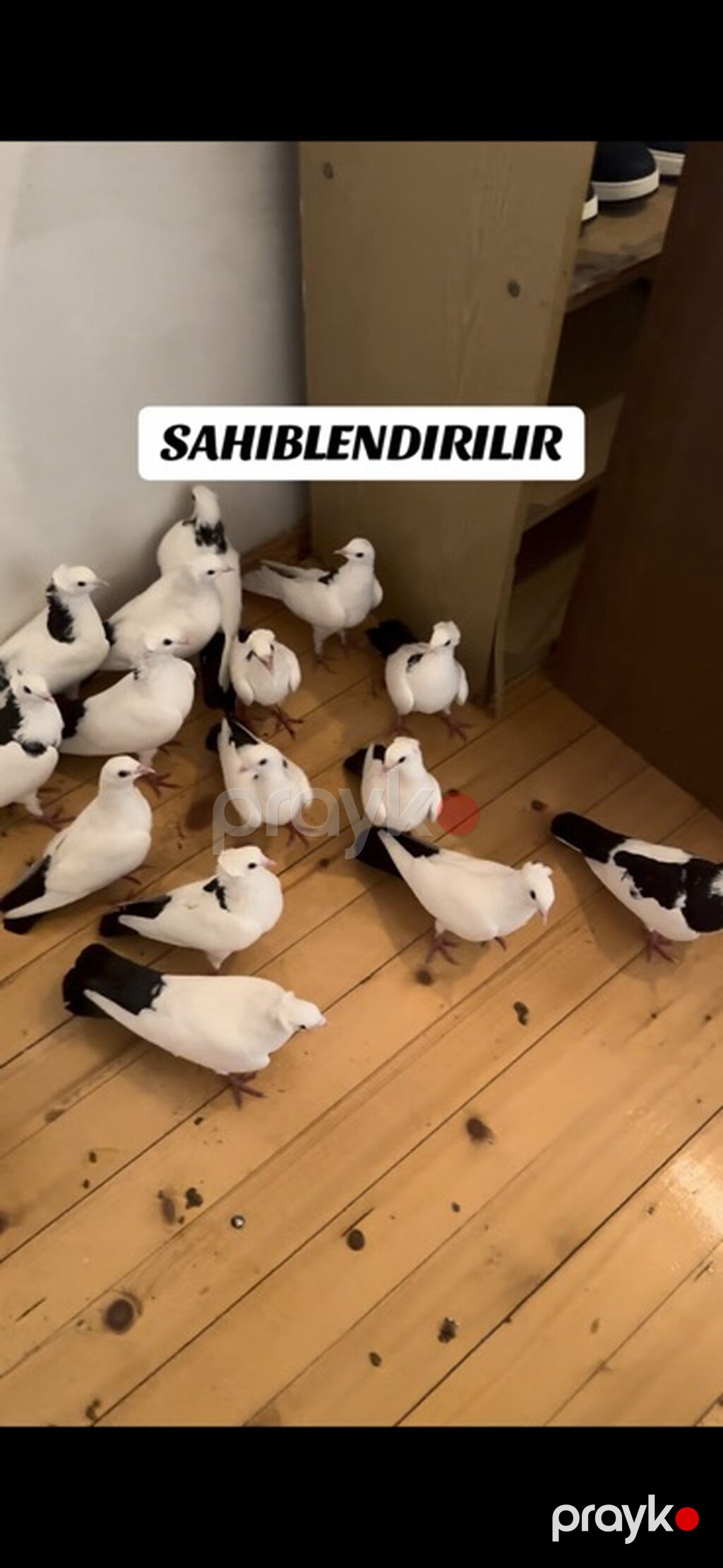 1cutden toreme quslardi 27-28 denedi icinde pecat qara boyunlar abrez — Göyərçin, Salyan (3)