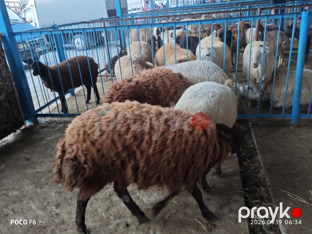 Quzular — Kənd təsərrüfatı heyvanları, Bakı (3)