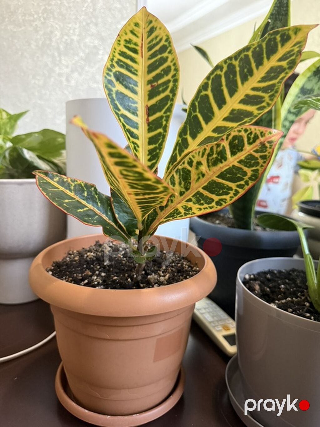Kroton (Codiaeum variegatum) – dekorativ yarpaqlı otaq bitkisi — Qapı bitkələri, Bakı (2)