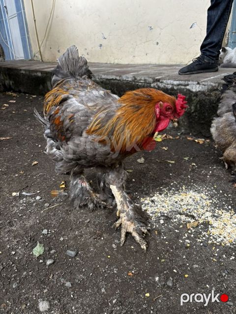 Toyuq, Brama, Damazlıq — Gəncə