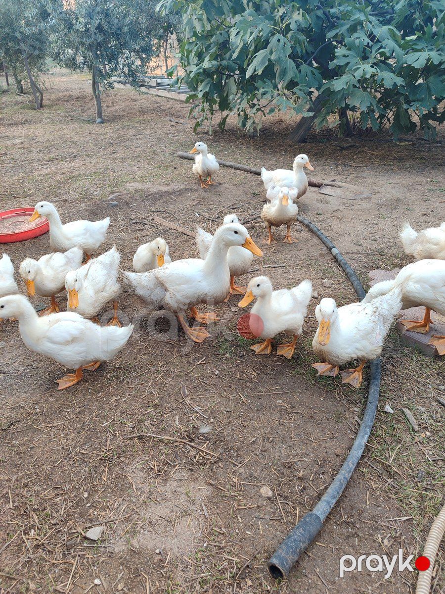 Pekin ördəkləri — Quşlar, Bakı (2)