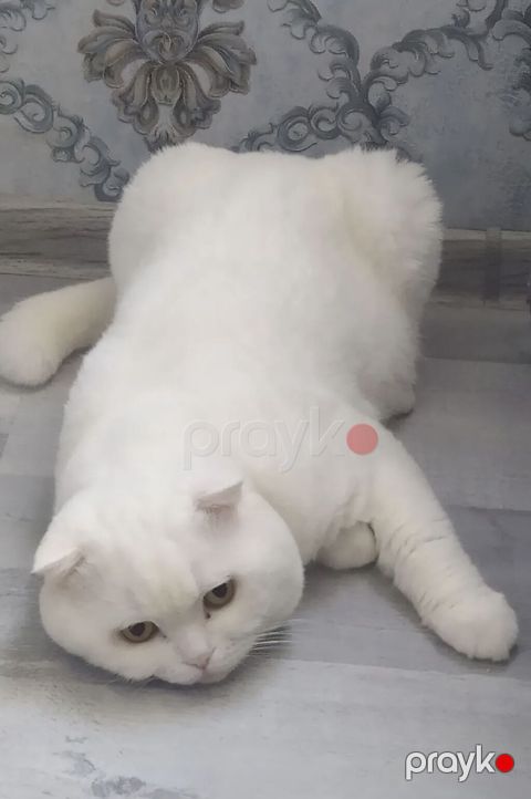 Şotland yastı qulaq, Erkək, Yaxşı əllərə, Ödənişli çatdırılma — Xırdalan