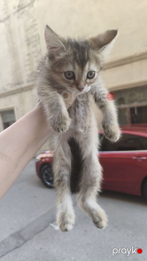 Qızıl şinşilla, Erkək, Yaxşı əllərə, Ödənişli çatdırılma — Xırdalan
