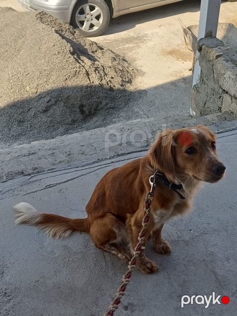 Koker spaniel — Bakı