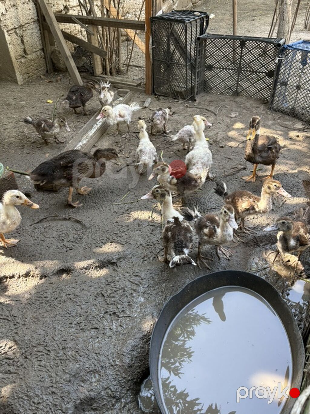 Məhsul: Cücələr və ördək balaları (qarışıq rənglər) Təsvir: - Həyət — Digərləri, Digah (5)