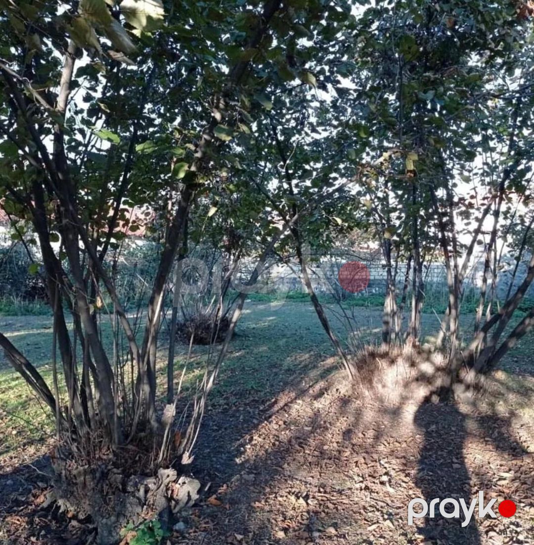 Satılır torpaq 54 sot — Torpaq, Zaqatala (8)