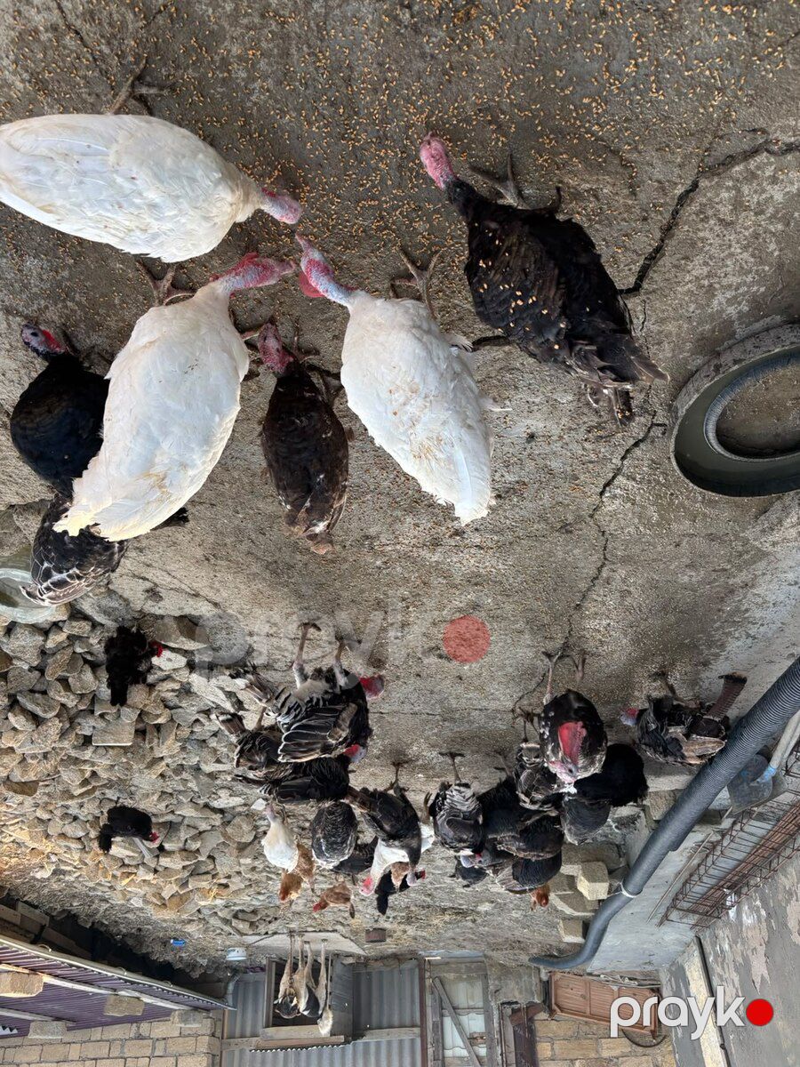 Hinduşkalar — Quşlar, Bakı (11)