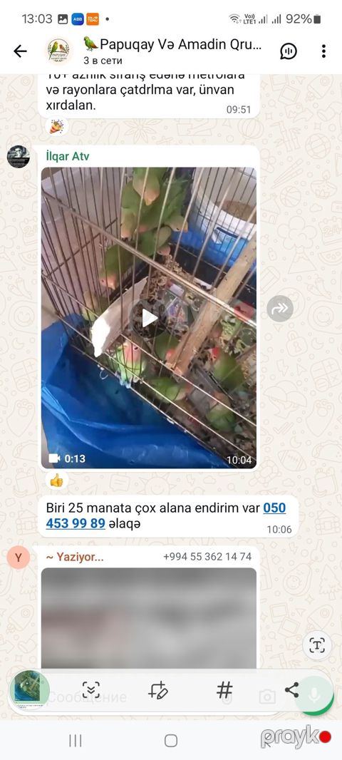 Sevgi quşları (agapornis) – yaşıl lələkli, çəhrayı-al rəngli üzlü — Bakı