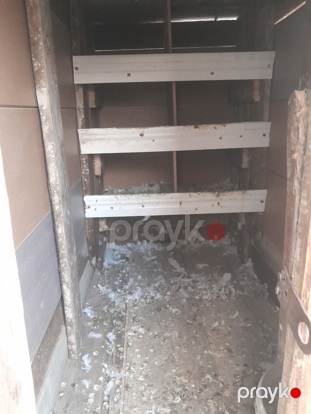 Ela veziyyetdedir möhkemdir quşlari tergitmişem diye satiram isteyen — Kunalar, Xırdalan (4)