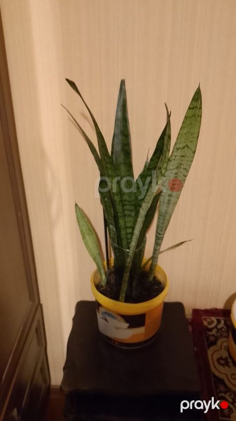 Sansevieria (Qayın dili) otaq bitkisi - Növ: Sansevieria trifasciata — Bakı