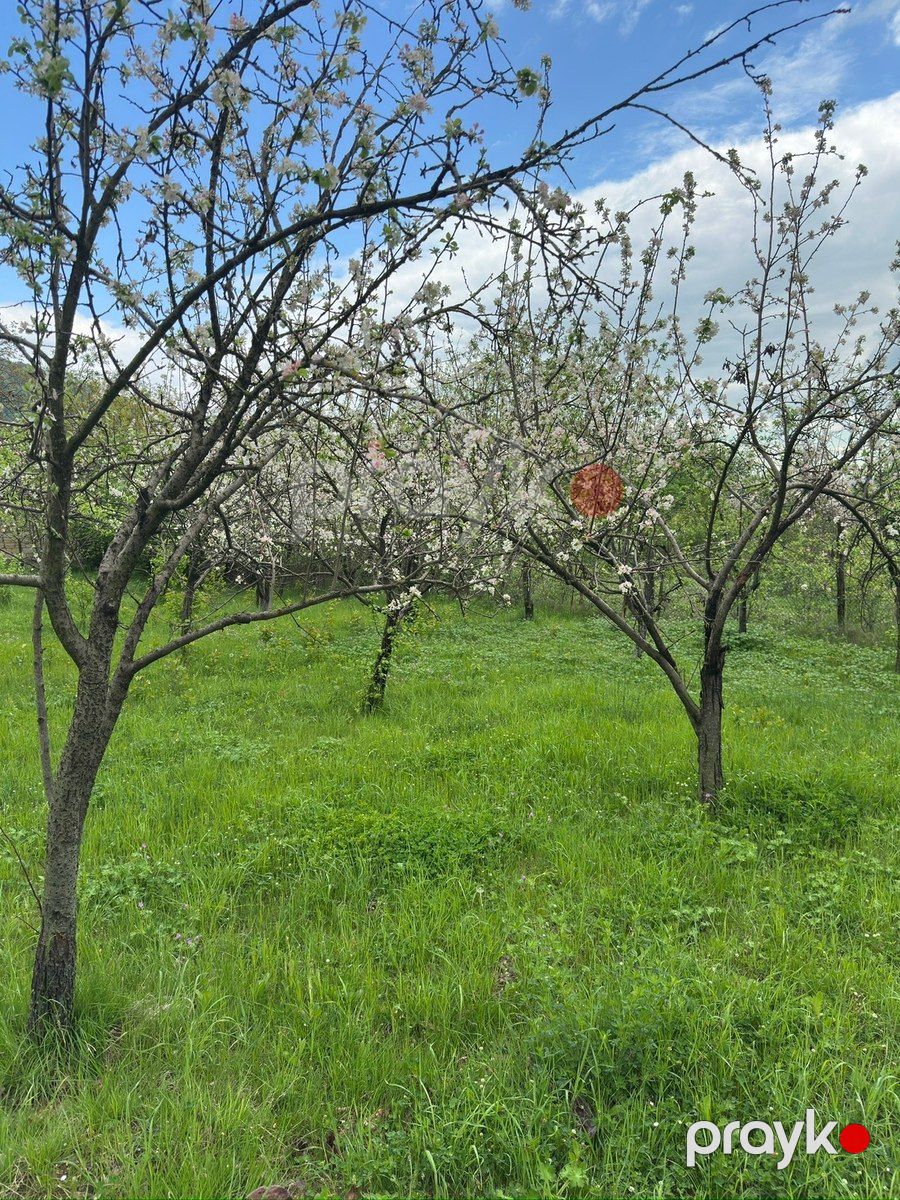 14 sot torpaq sahəsi, İsmayıllı r — Torpaq, İsmayıllı (7)