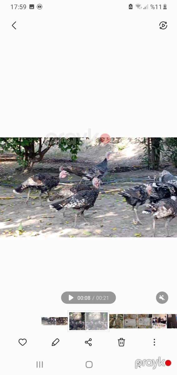 Hinduşkalar — Quşlar, Bərdə (2)