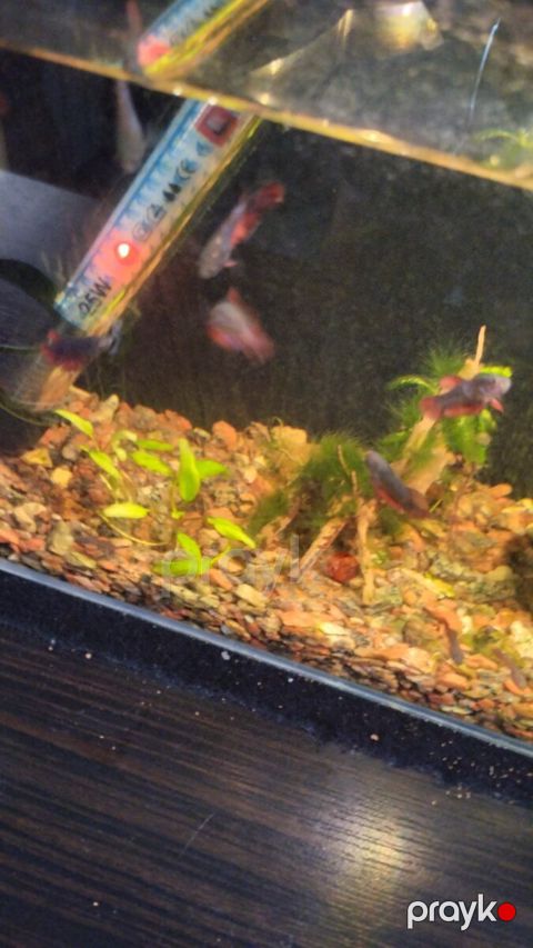 Betta balığı — Bakı