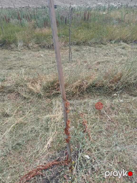 Satılır torpaq 12 sot — Torpaq, Şamaxı (2)