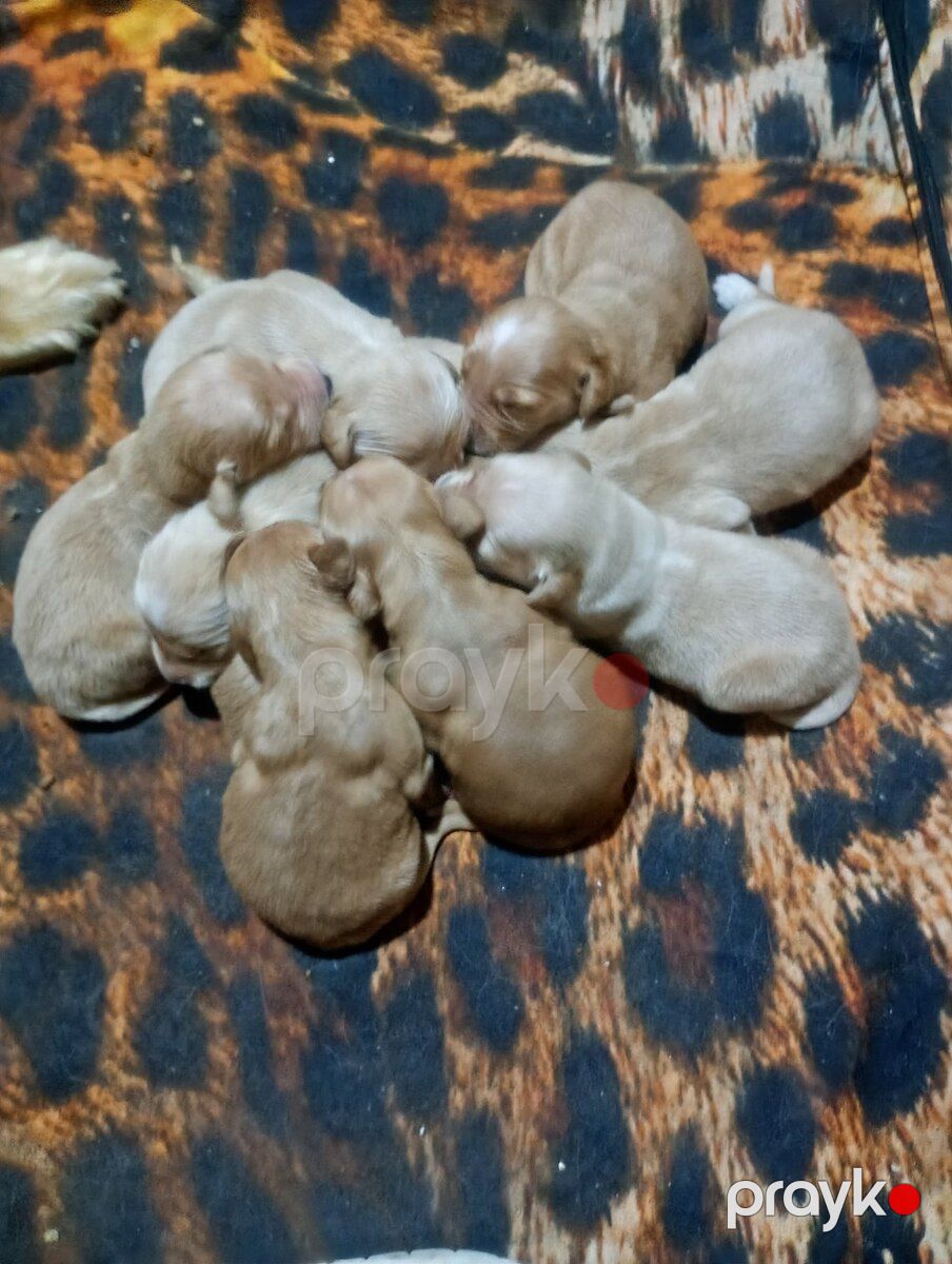 Labrador Retriver balaları — Köpəklər, Bakı (4)