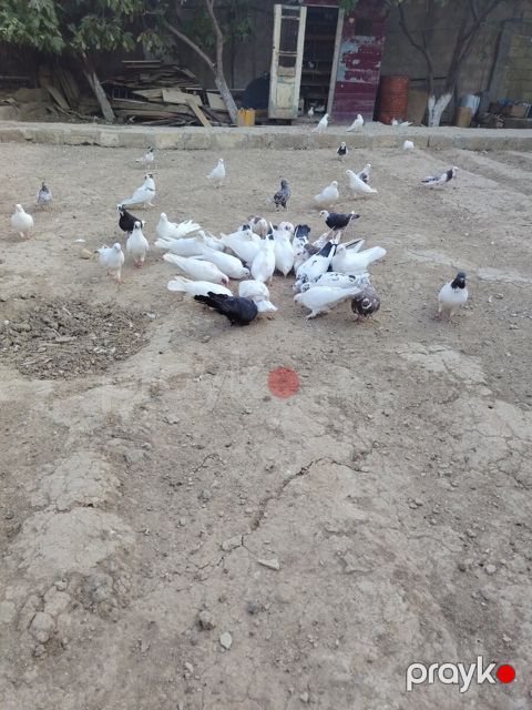 Göyərçinlər — Bakı