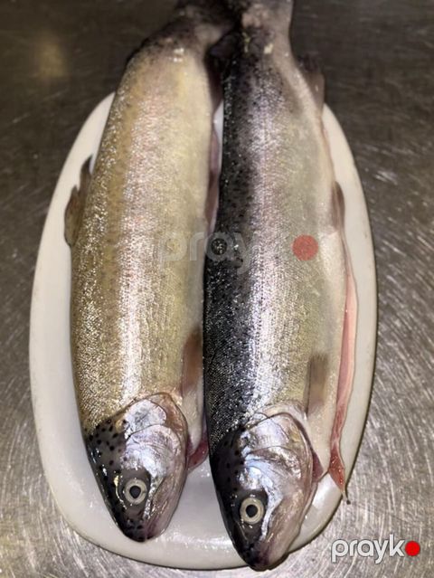 Fresh Forel, Pərakəndə — Bakı