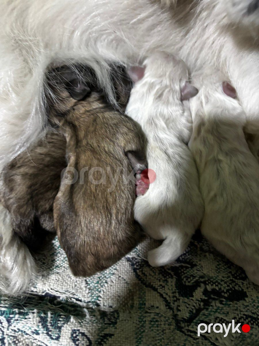 Pekines balaları — Köpəklər, Gəncə (4)
