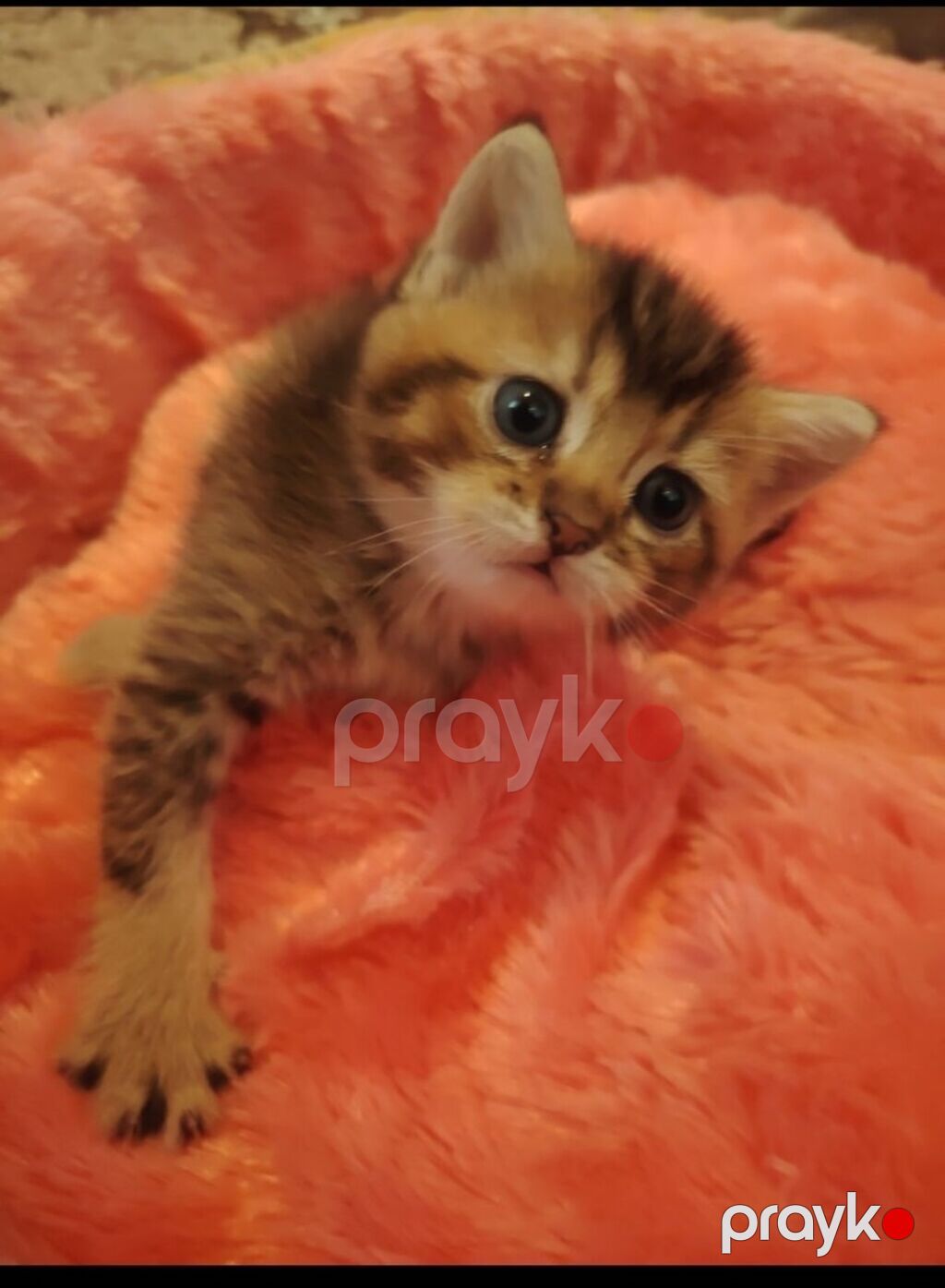 Qızıl şinşilla, Erkək, Yaxşı əllərə, Ünvandan götürmə — Pişiklər, Digah (2)