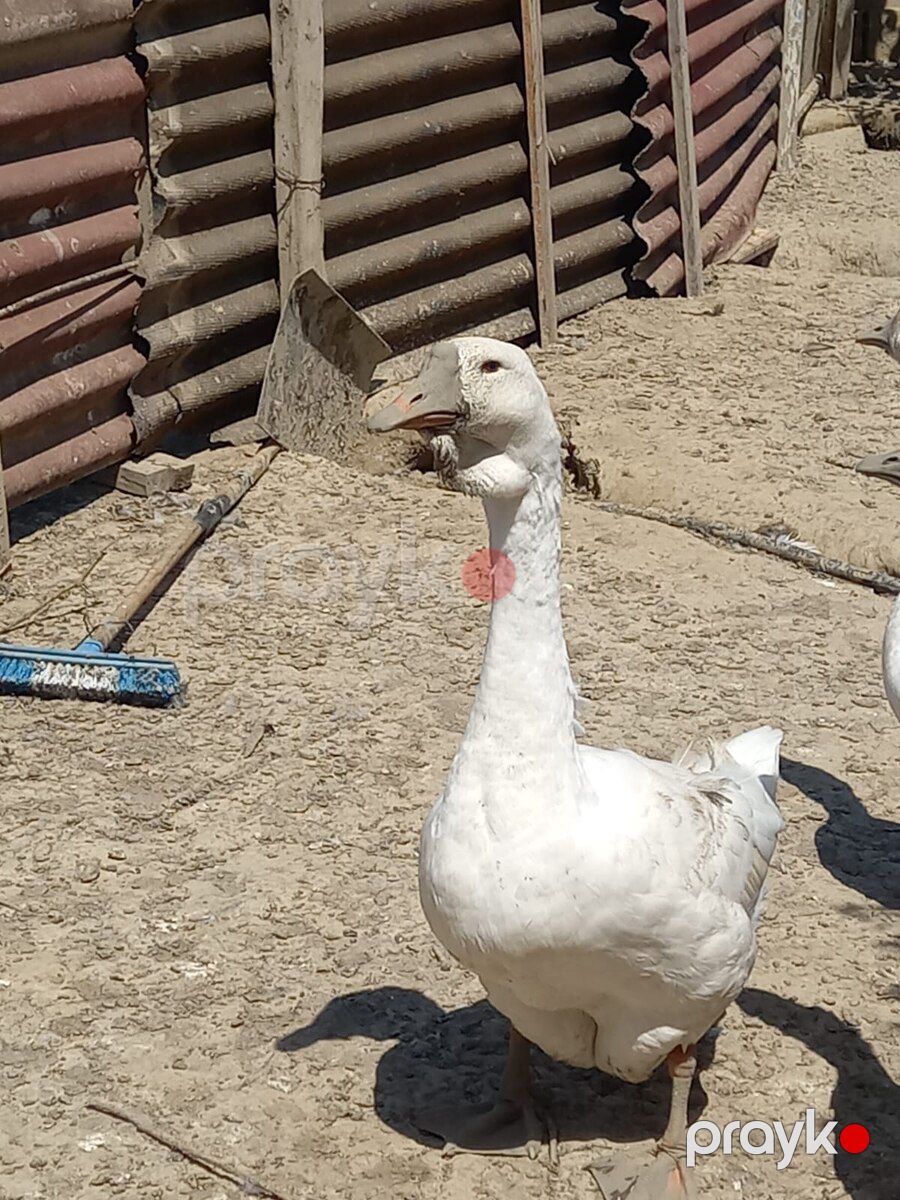 Qazlar — Quşlar, Bakı (4)