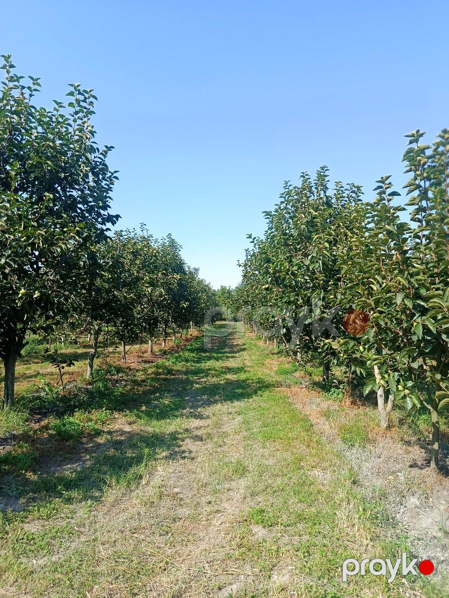 181 sot torpaq sahəsi, Göyçay r — Torpaq, Göyçay (6)