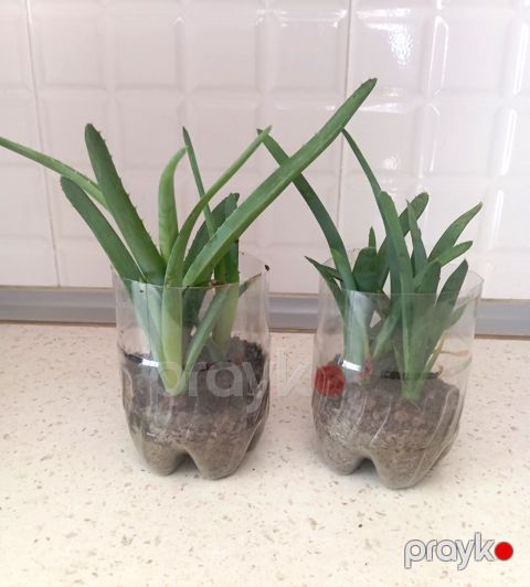 Aloe vera — Bakı