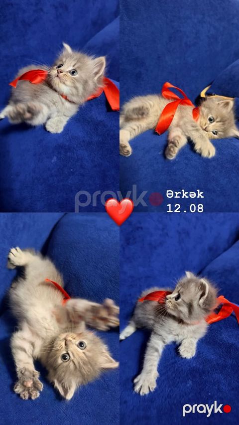 Tabbi, Erkək, Dişi — Bakı