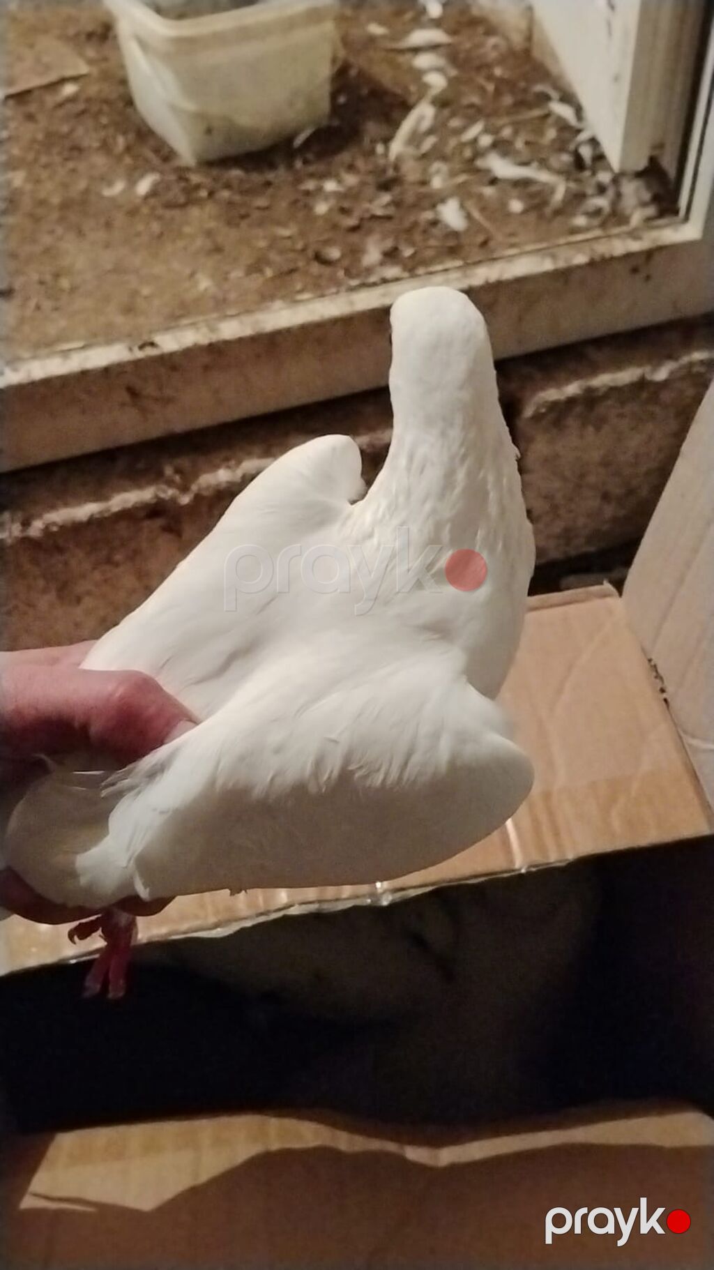 Ev göyərcinleri tek tek gotren olsa Ayr qiymet olacay hamsn gotren — Göyərçin, Digah (8)