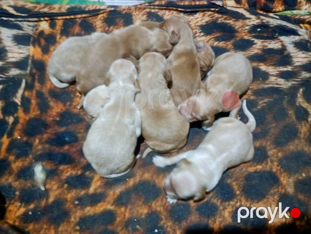 Labrador Retriver balaları — Köpəklər, Bakı (3)