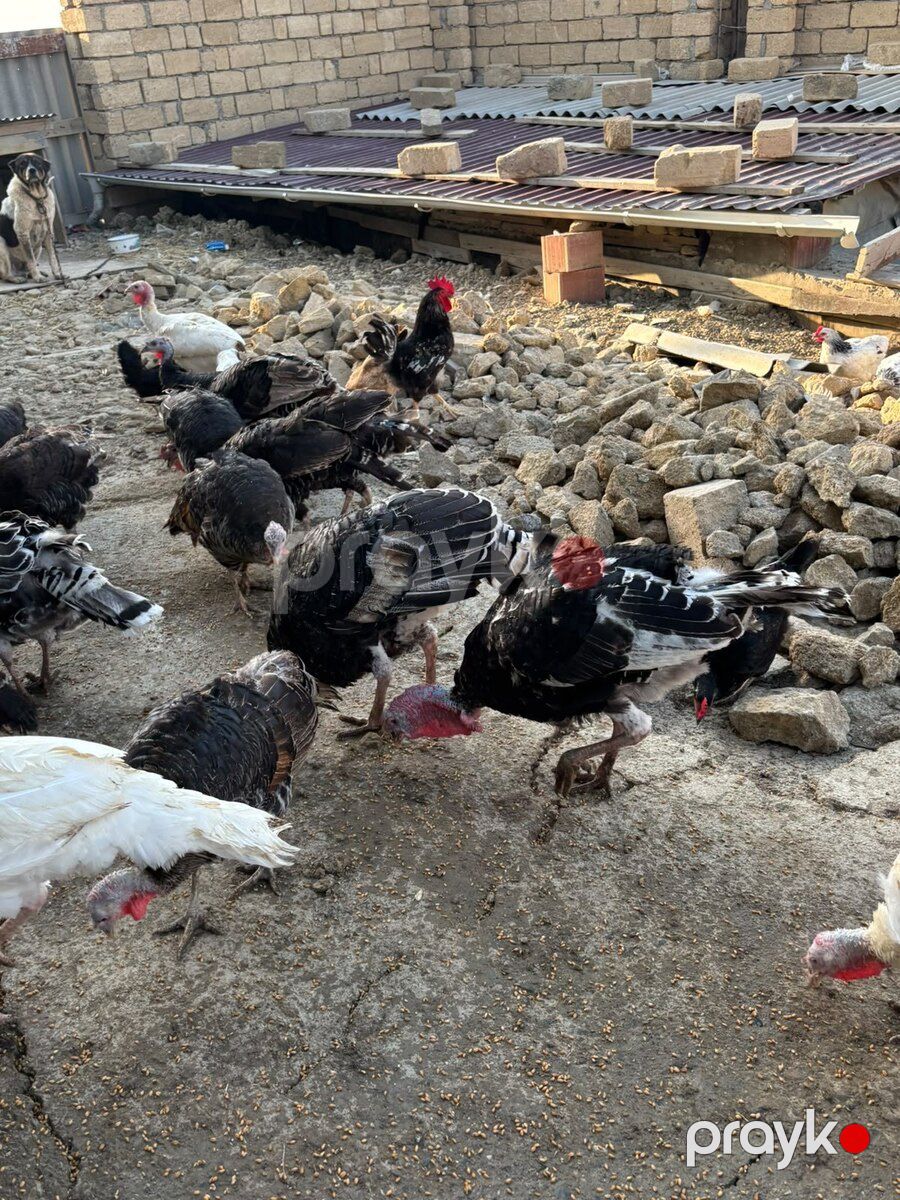 Hinduşkalar — Quşlar, Bakı (2)