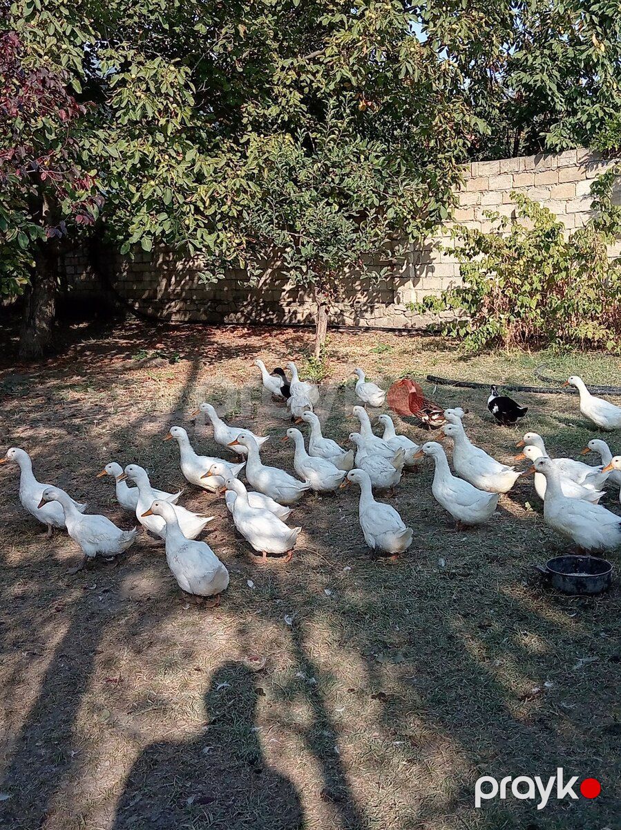 Pekin ördəkləri — Quşlar, İsmayıllı (2)