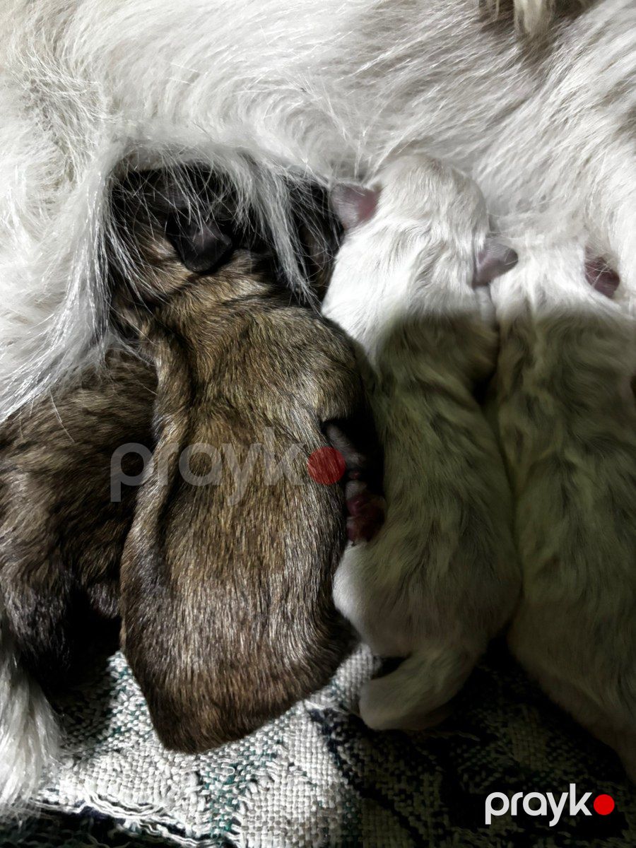 Pekines balaları — Köpəklər, Gəncə (5)