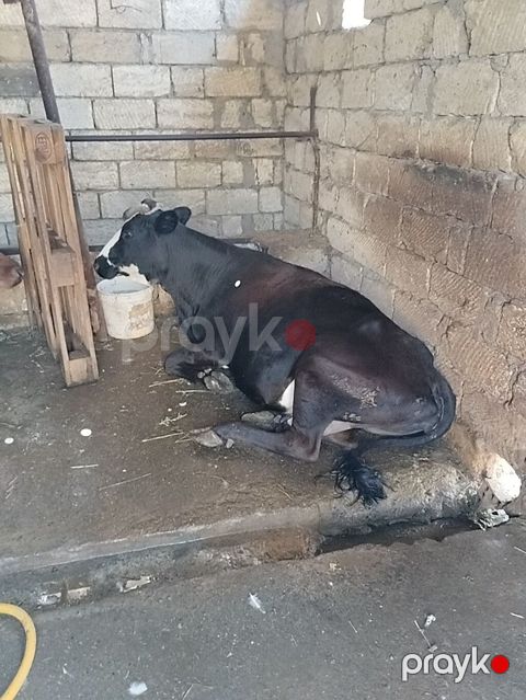 Salam aleykum qapısına sakit sağlam heyvan istəyən buyurub gelsin — Sumqayıt