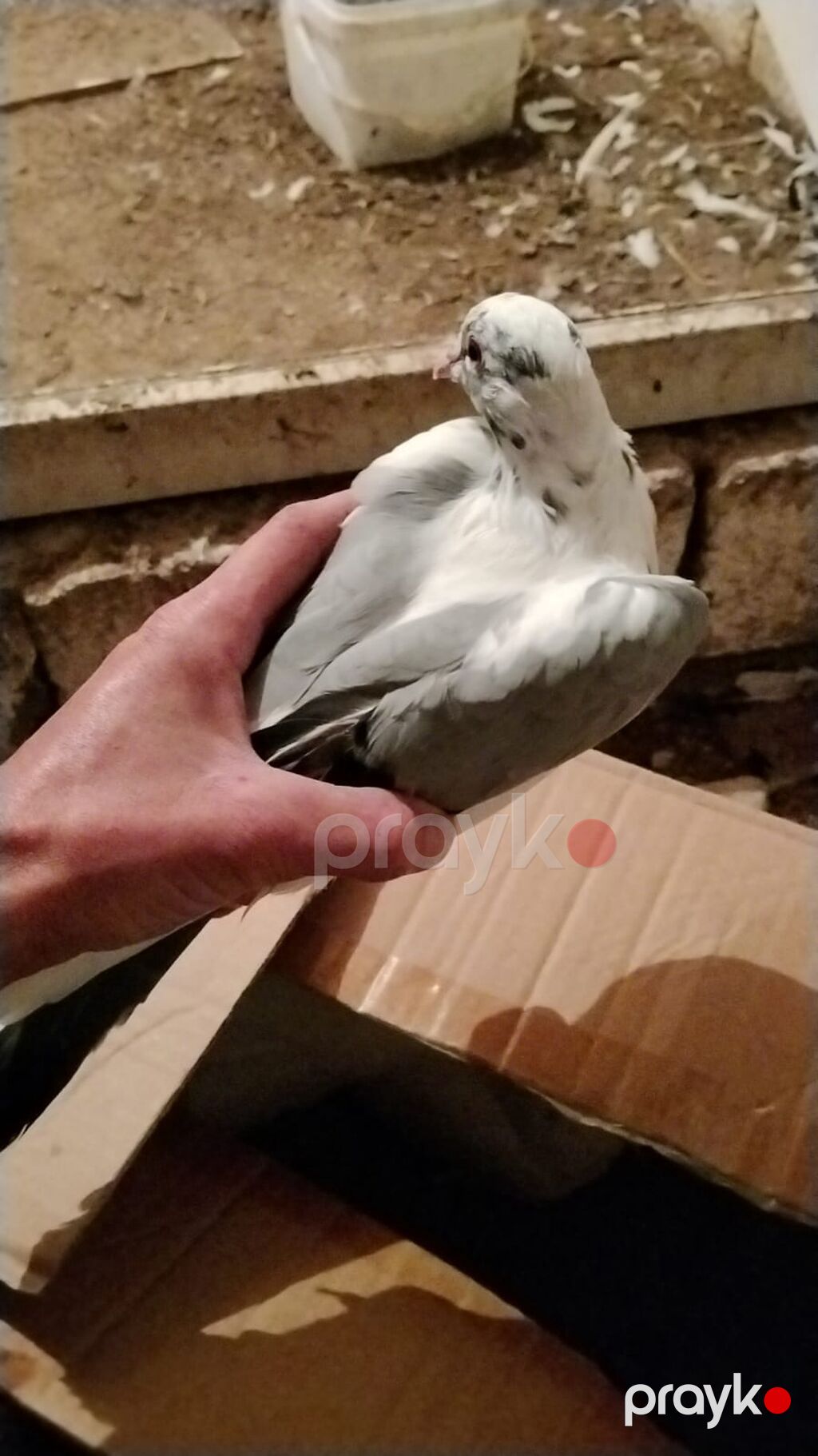 Ev göyərcinleri tek tek gotren olsa Ayr qiymet olacay hamsn gotren — Göyərçin, Digah (10)