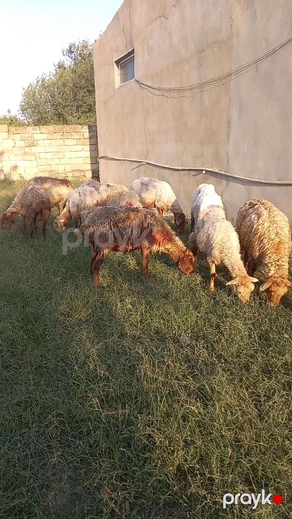 Salam tam saglam 12dene bogaz qoyun — Kənd təsərrüfatı heyvanları, Digah (2)