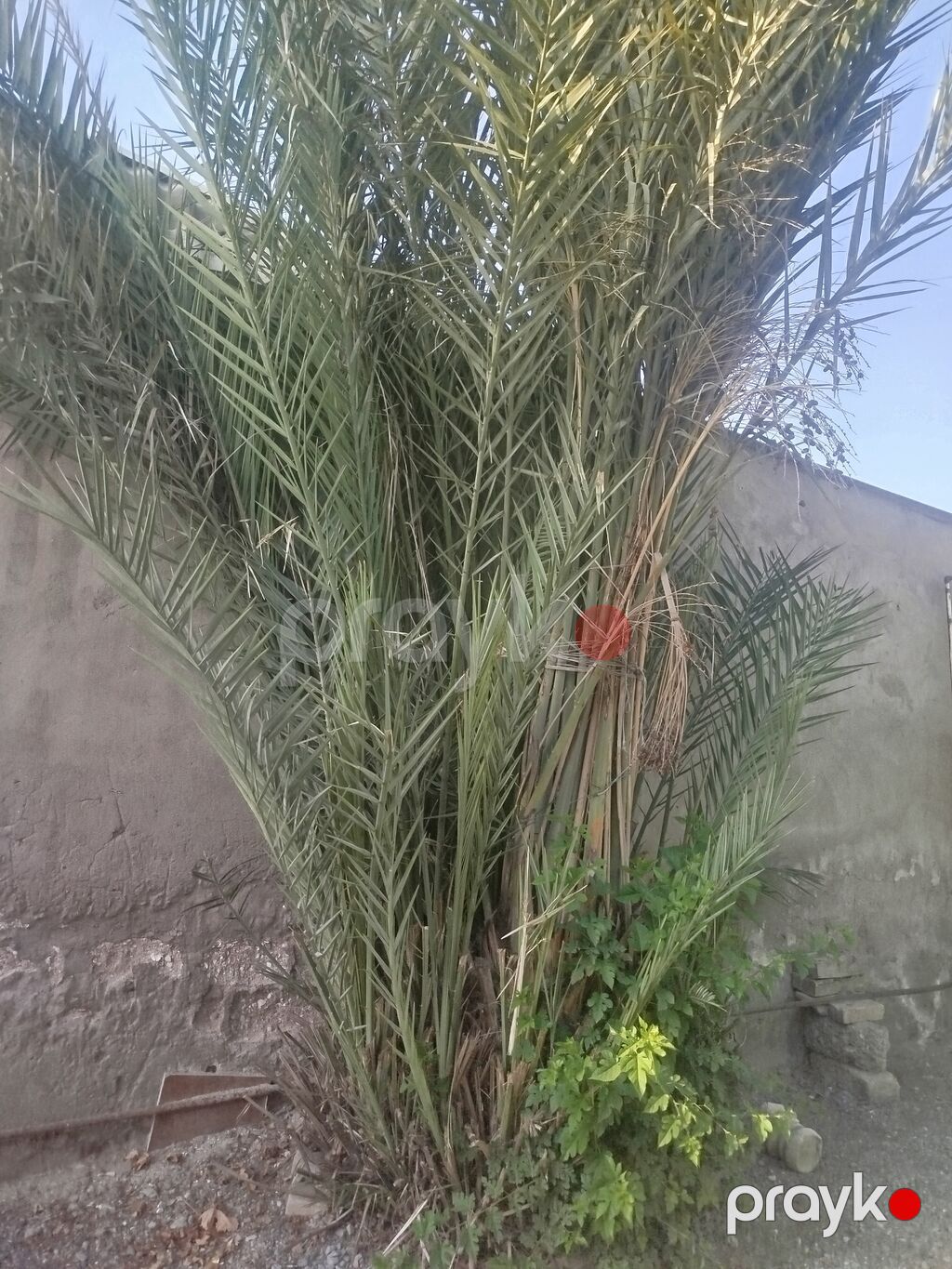 Xurma ağacı (Phoenix dactylifera) – həyət və bağ sahələri üçün — Ağaclar və fidan, Digah (2)