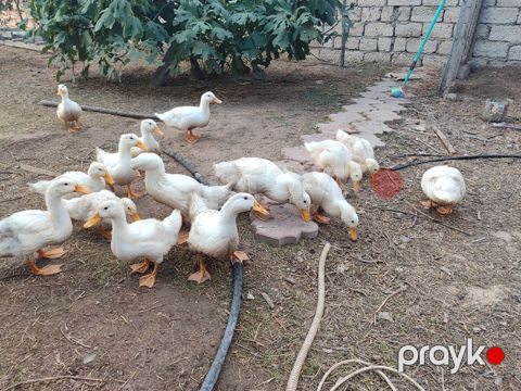 Pekin ördəkləri — Bakı