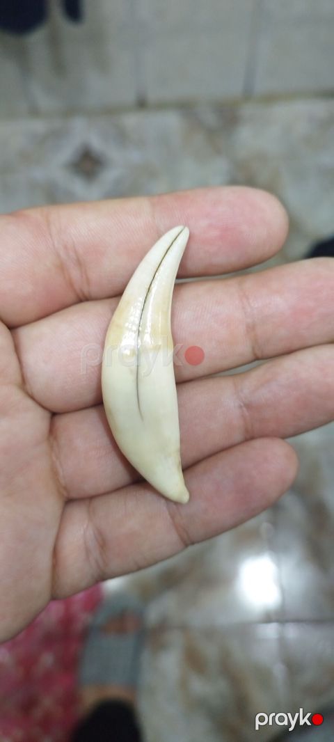 Kulon, Heyvanlar, Qaşsız — Bakı